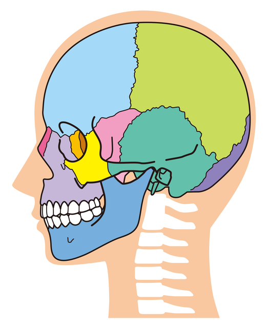 皮膚が骨を動かす 肌張力正顔法