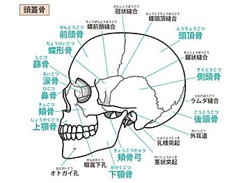 皮膚が骨を動かす 肌張力正顔法